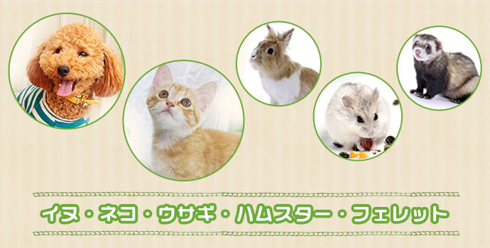 犬・猫・うさぎ・ハムスター・フェレット